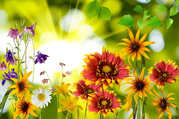 Blumen im Park gegen die Sonne — Stockfoto