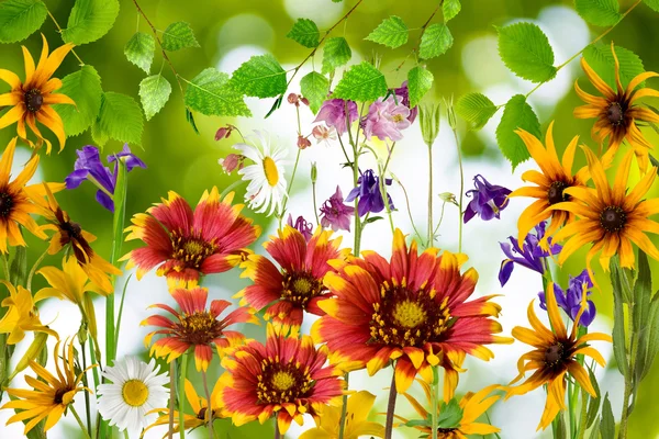Krásné květiny v zahradě — Stock fotografie