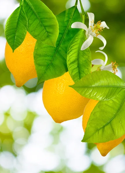 Üç limon ağacı üzerinde — Stok fotoğraf