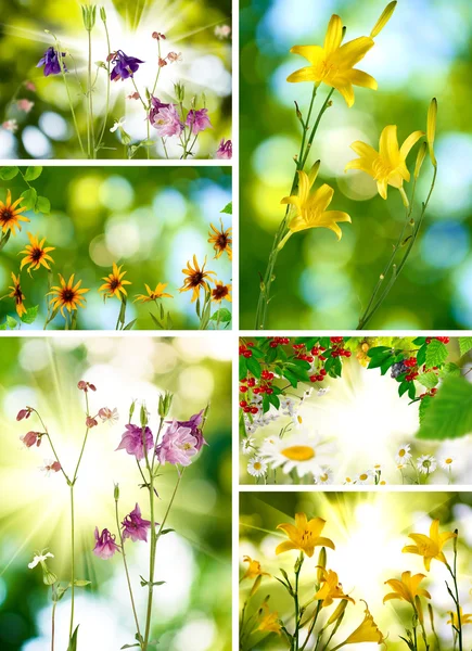 Different flowers in the park — Stock Photo, Image