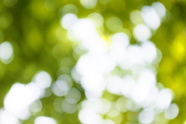 soyut bir yeşil bitki arka plan görüntüsünü 