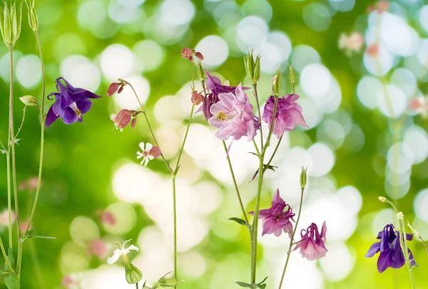 Λουλούδια στον κήπο σε πράσινο φόντο — Φωτογραφία Αρχείου