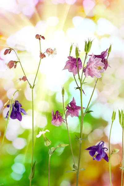 Fleurs dans le jardin sur un fond vert — Photo