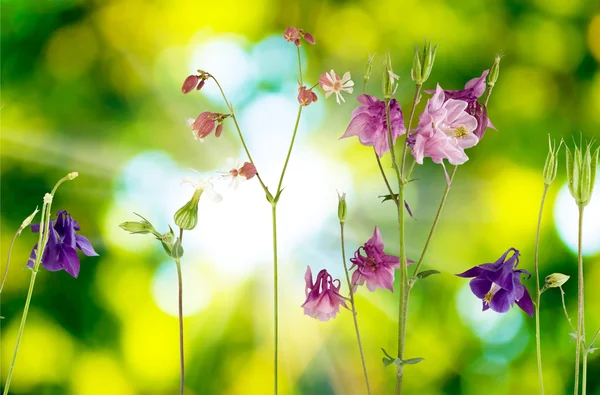 Όμορφα λουλούδια στον κήπο — Φωτογραφία Αρχείου