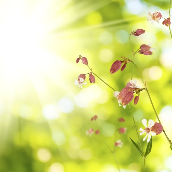 Divoké květiny v zahradě proti slunci — Stock fotografie