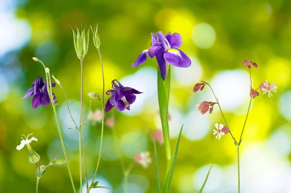 Dzikie kwiaty w ogrodzie, na zielonym tle — Zdjęcie stockowe