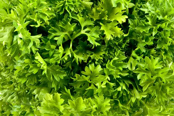 Fresh parsley as background closeup — Stock Photo, Image