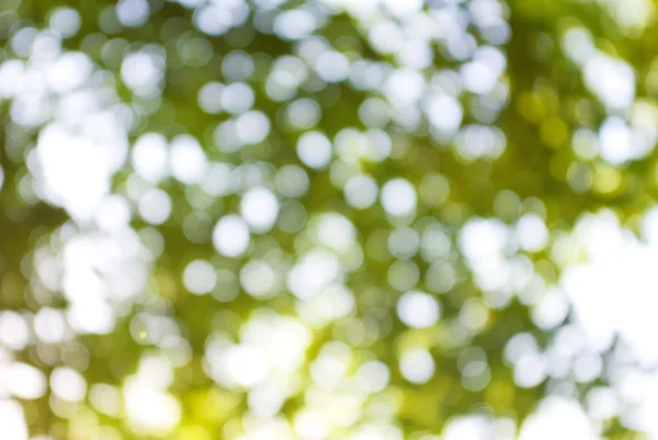 Abstract image of a green plant background — Stock Photo, Image