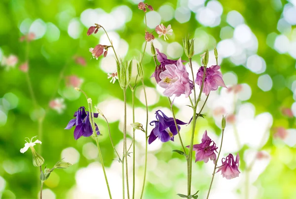 Lindas flores selvagens no jardim — Fotografia de Stock