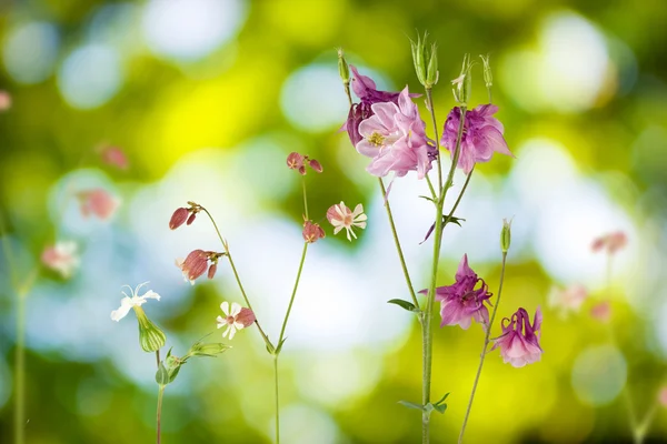 緑の背景に庭の花 — ストック写真