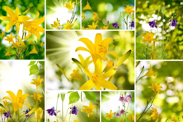 Piękne lilie i irys — Zdjęcie stockowe