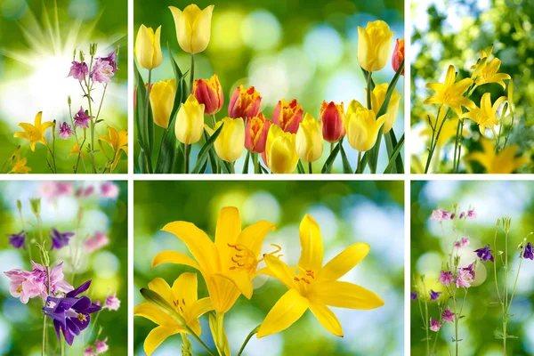 Mescolare bellissimi fiori in giardino — Foto Stock