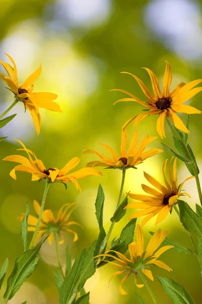 Красиві квіти в саду крупним планом — стокове фото