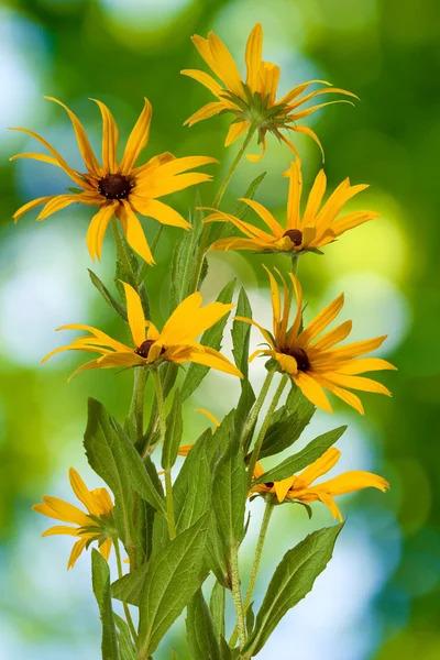 Blumen im Garten Nahaufnahme — Stockfoto