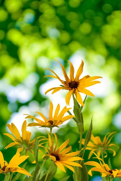 Schöne Blumen im Garten Nahaufnahme — Stockfoto