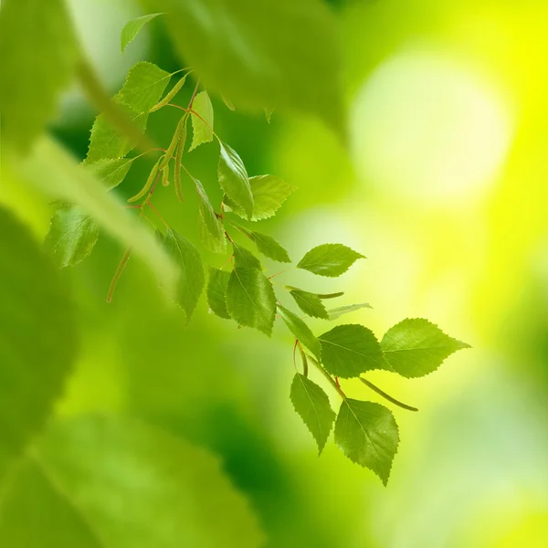 Tree branches on a green background closeup — Stock Photo, Image