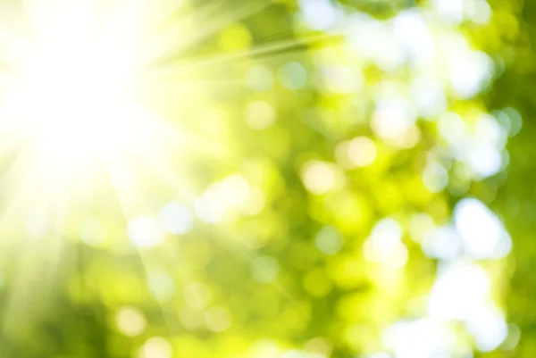 Sun on a green background closeup — Stock Photo, Image