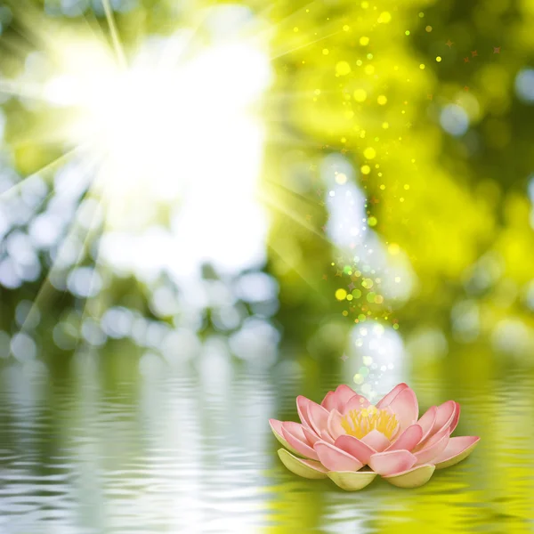 Flor de loto en el agua — Foto de Stock