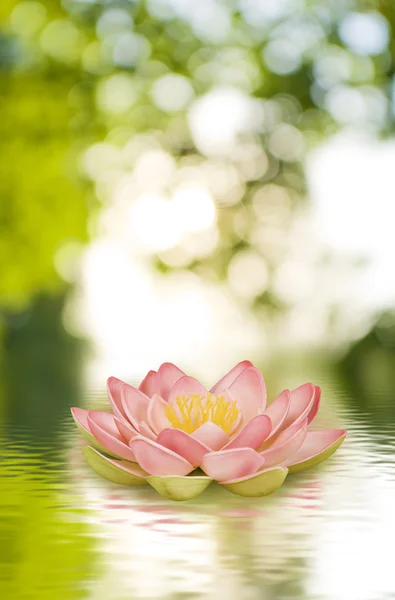 Lotus fleur sur l'eau — Photo