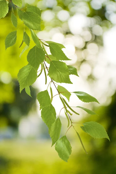 Tree branches on a green background — Stock Photo, Image