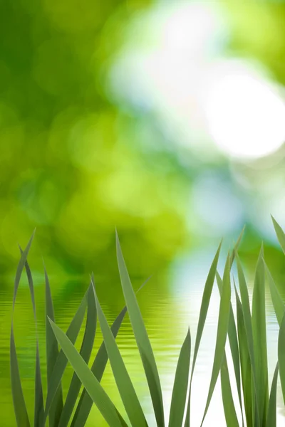 Image of grass near the water against the sun — Stock Photo, Image