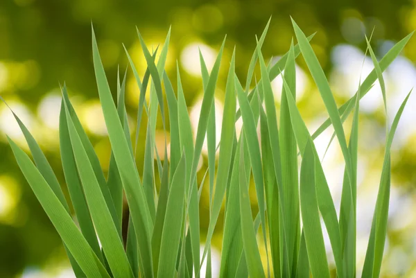 Growing grass — Stock Photo, Image