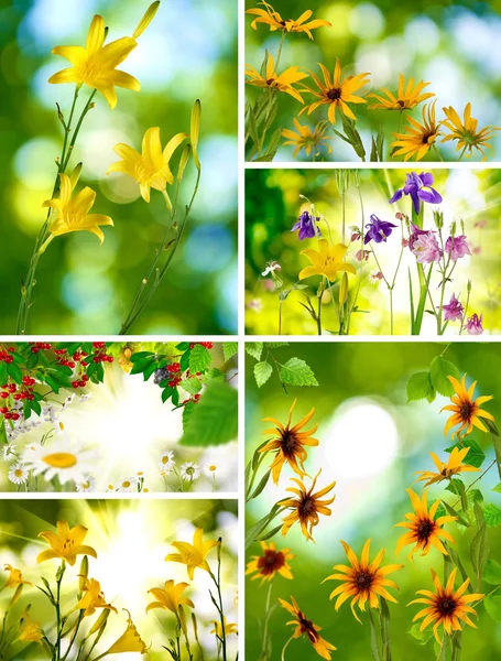 Verschiedene Blumen im Park — Stockfoto