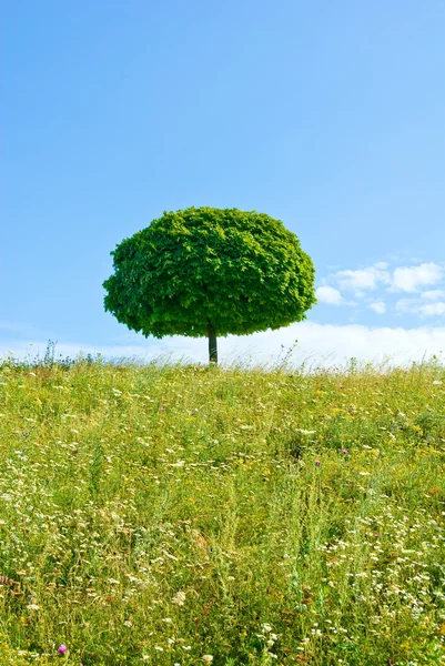 Imagem de uma árvore contra o céu — Fotografia de Stock
