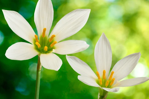Obraz dwa piękne kwiaty na zielonym tle — Zdjęcie stockowe