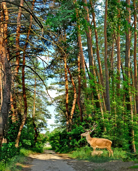 Ciervo en un bosque — Foto de Stock