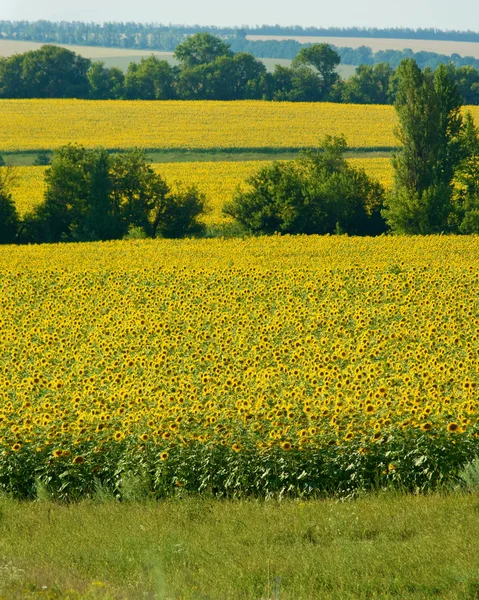 Campo de girasoles —  Fotos de Stock