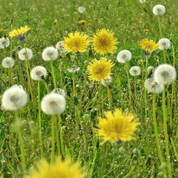 Field with dandelions — Stock Photo, Image