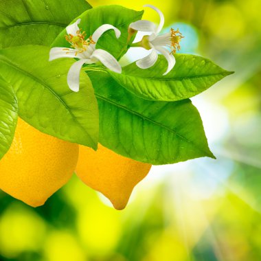 bahçede büyüyen limon 