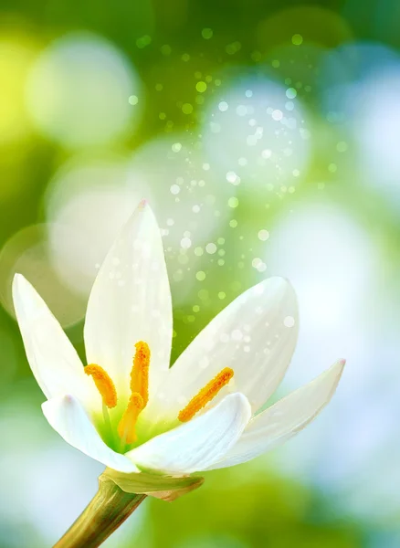 Nádherný květ na rozmazané zelené pozadí — Stock fotografie
