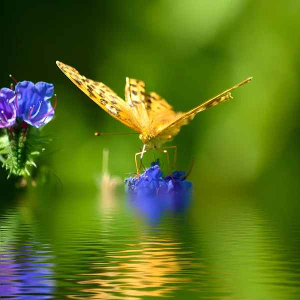 Prachtige vlinder op een bloem in water close-up — Stockfoto