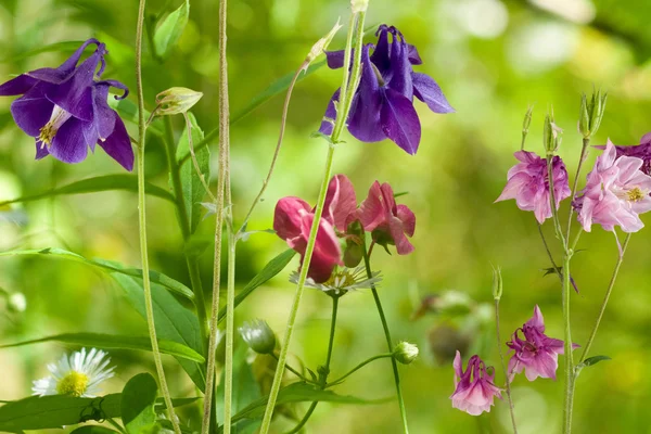 さまざまな庭の花に — ストック写真