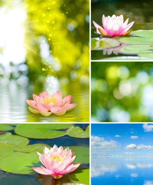 farklı güzel çiçekler