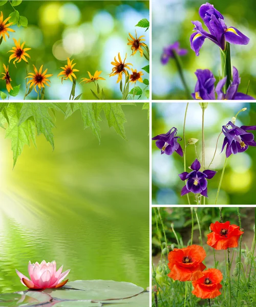 Różne piękne kwiaty — Zdjęcie stockowe
