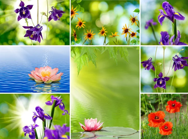 Image of mix different beautiful flowers — Stock Photo, Image