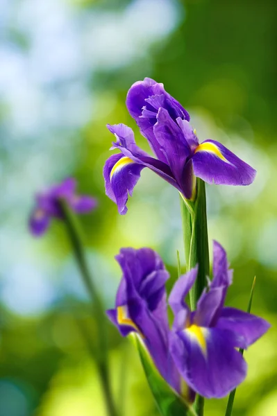 Kwiat na zielonym tle — Zdjęcie stockowe