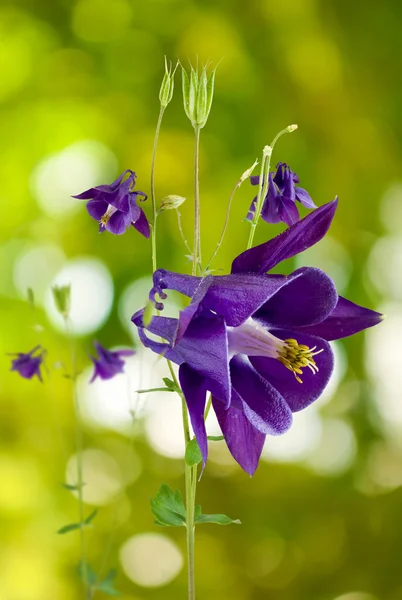 Belle fleur sur fond vert gros plan — Photo