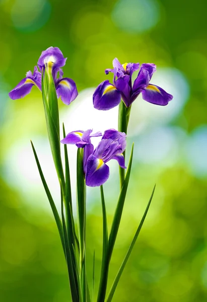 Hermosa flor sobre un fondo verde —  Fotos de Stock