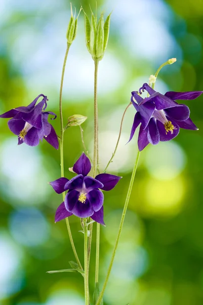 Piękny kwiat na nieostre tło zielony — Zdjęcie stockowe
