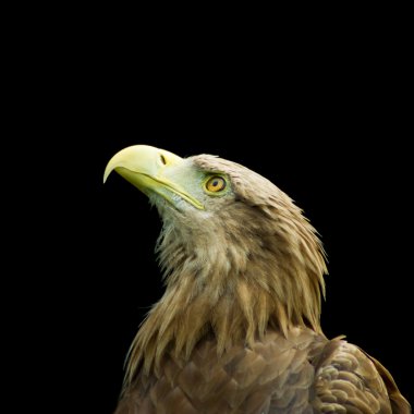 görüntü bir kartal