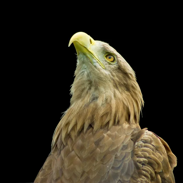 Eagle isolated on a white background — Stock Photo, Image