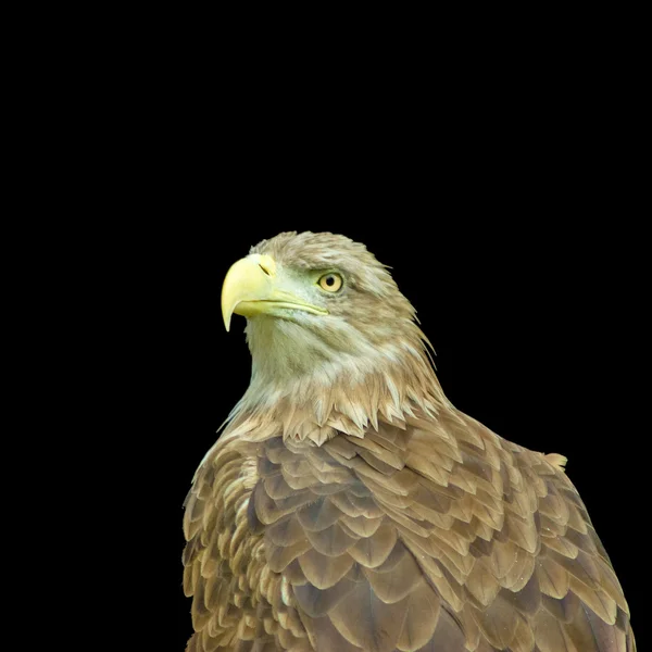 Image of an eagle on a black background — Stock Photo, Image