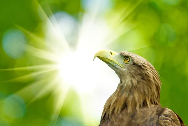 Eagle on a green background — Stock Photo, Image