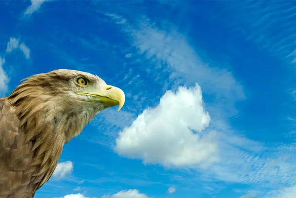 Eagle against the sky — Stock Photo, Image