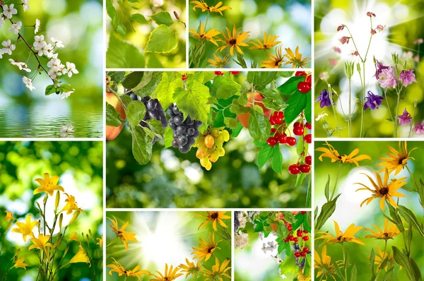 Bilder von verschiedenen Pflanzen und Früchten mischen — Stockfoto