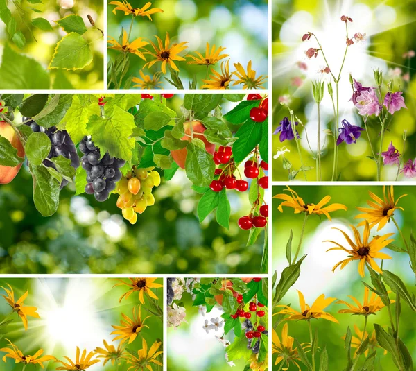 Beautiful images of different plants and vegetables closeup — Stock Photo, Image